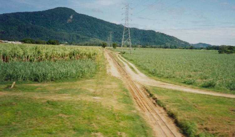 Cane fields