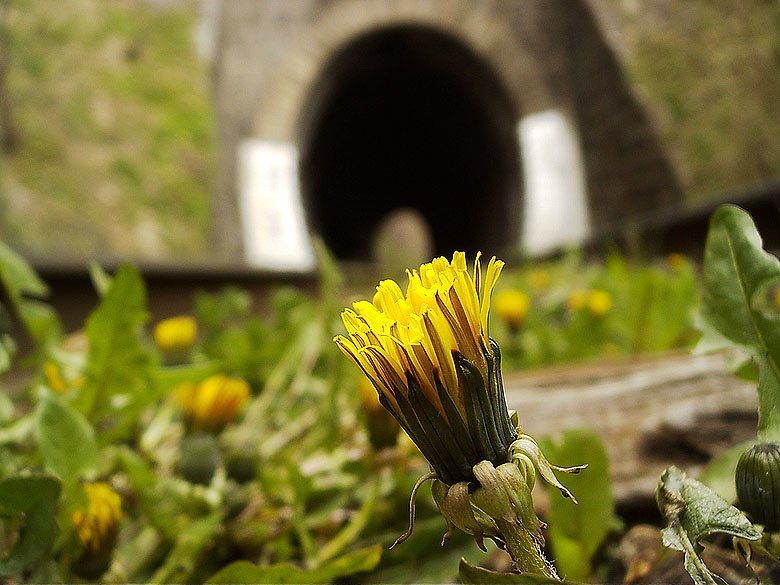 Spring 2006, Septemvri-Dobrinishte narrow gauge