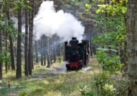 Overgrown track