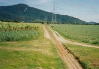 Cane fields